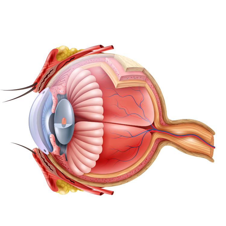 STRUCTURE OF THE EYE